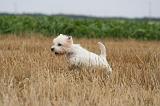 WESTIE 336